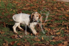 Spaniel - Working Cocker