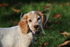 Spaniel - Working Cocker