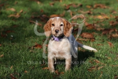 Spaniel - Working Cocker