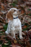 Spaniel - Working Cocker