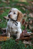 Spaniel - Working Cocker