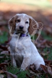 Spaniel - Working Cocker