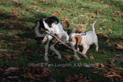 Spaniel - Working Cocker