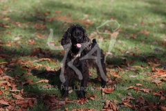 Spaniel - Working Cocker