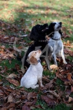 Spaniel - Working Cocker