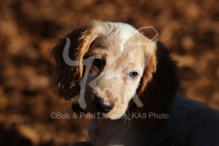 Spaniel - Working Cocker