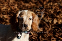 Spaniel - Working Cocker