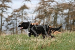 Spaniel - Working Cocker