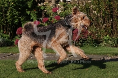 Terrier - Airedale