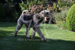 Terrier - Airedale