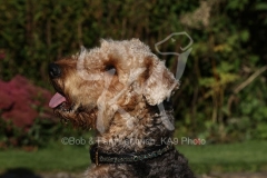 Terrier - Airedale