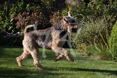 Terrier - Airedale