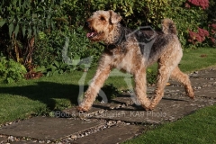 Terrier - Airedale