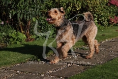 Terrier - Airedale