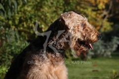 Terrier - Airedale