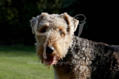 Terrier - Airedale