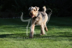 Terrier - Airedale