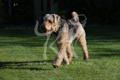 Terrier - Airedale