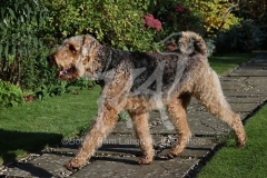 Terrier - Airedale