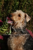 Terrier - Airedale