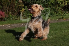 Terrier - Airedale