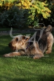 Terrier - Airedale