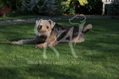 Terrier - Airedale