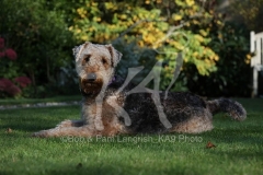 Terrier - Airedale