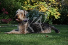 Terrier - Airedale