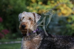 Terrier - Airedale