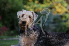 Terrier - Airedale