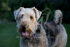 Terrier - Airedale