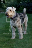 Terrier - Airedale