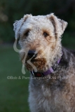 Terrier - Airedale