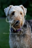 Terrier - Airedale