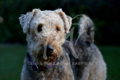 Terrier - Airedale