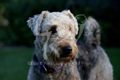 Terrier - Airedale