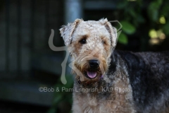 Terrier - Airedale