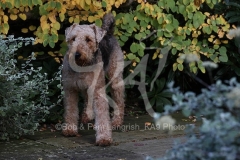 Terrier - Airedale