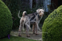 Terrier - Airedale