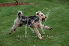 Terrier - Airedale