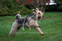 Terrier - Airedale