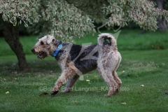 Terrier - Airedale