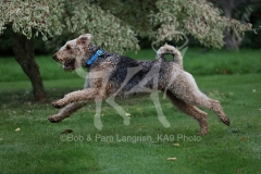 Terrier - Airedale