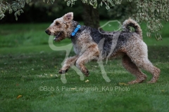 Terrier - Airedale