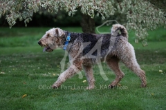 Terrier - Airedale