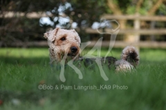 Terrier - Airedale