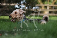 Terrier - Airedale