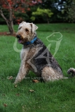 Terrier - Airedale