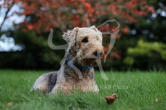 Terrier - Airedale